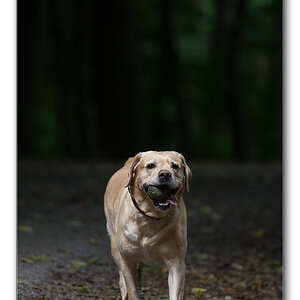 im dunklen wald