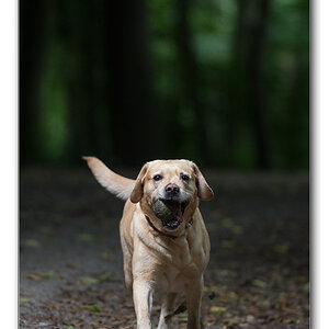 im dunklen wald2