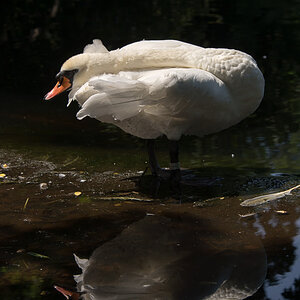 Schwan
