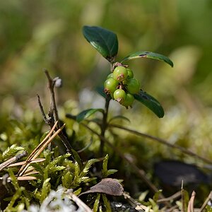Blaubeeren