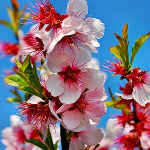 Mandelbaumblüte in der Pfalz