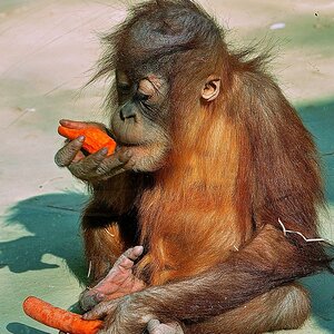 Struppi im Zoo Neunkirchen (Saarland)