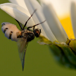 3391024insekten