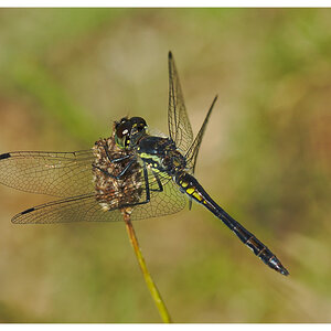 Schwarze Heidelibelle Männchen