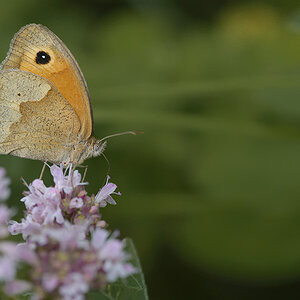 Schmetterling 003