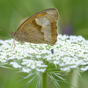 Schmetterling 004