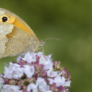 Schmetterling 005