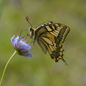 Schmetterling 006