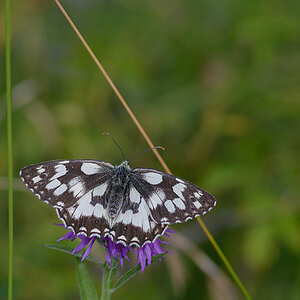 Schmetterling 007