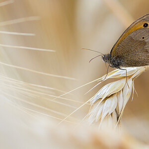 Schmetterling 008