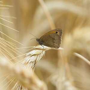 Schmetterling 009