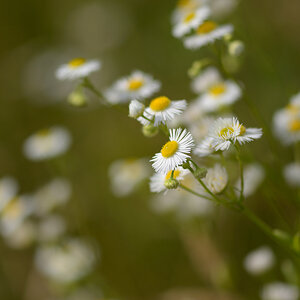 351024blumenkamille