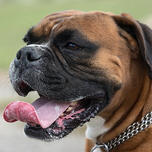 Pepe D710326 1