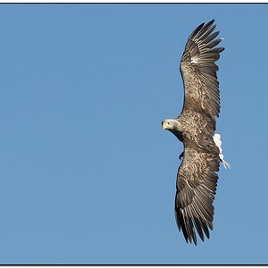 Seeadler 01