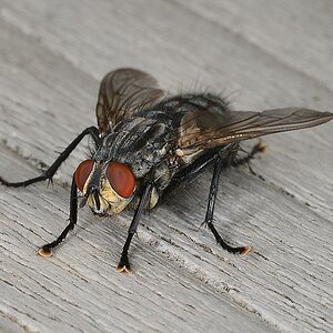 01 Fliege