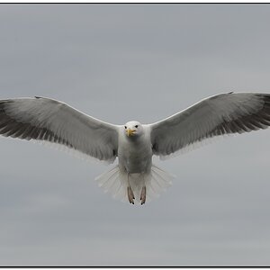 Seeadler 146