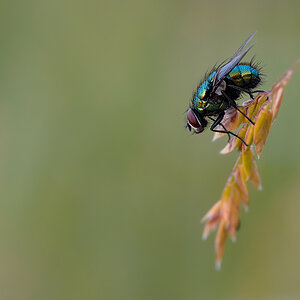 Makro Fliege im Morgenlicht