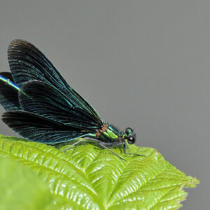Blauflügel Prachtlibelle 1