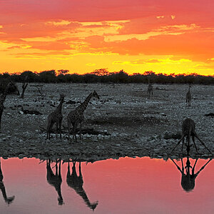 etosha waterhole okaukuejo