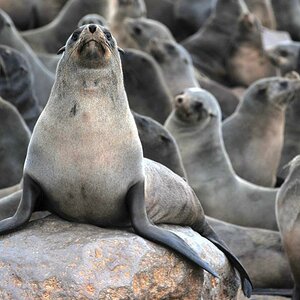 seal close up