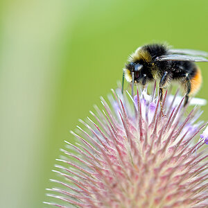 Hummel