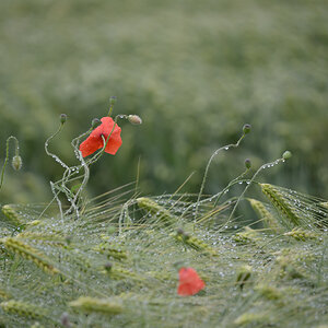 871024mohnblumen