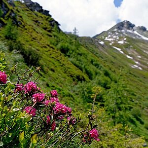 AlpenroseDxO