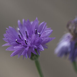 bluete 05