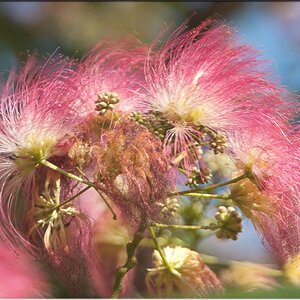 Blüte des Seidenbaums