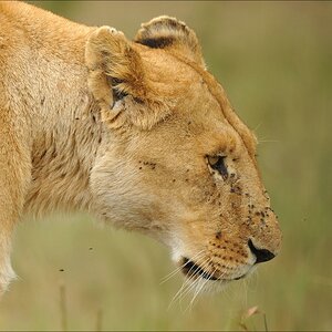 acomp Kenia 20111014 08600
