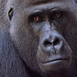D71 Gorilla Blicke comp