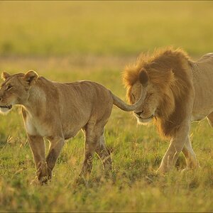 acomp Kenia 20111018 17523