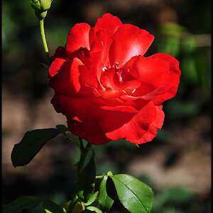 Rosengruß