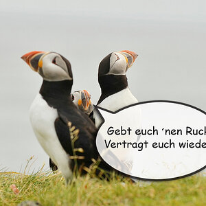 Puffin-Zoff
