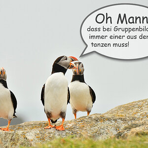 Puffin-Gruppenbild