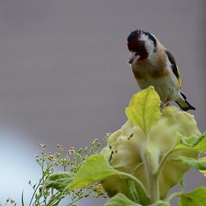 Sonnenblumenräuber