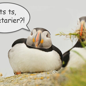 Puffin-Vegetarier