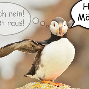 Puffin-Bauch