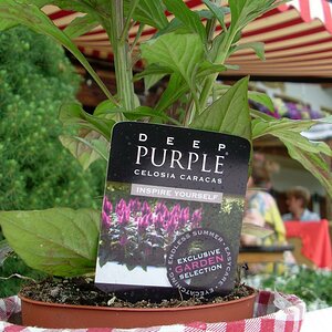 Deep Purple