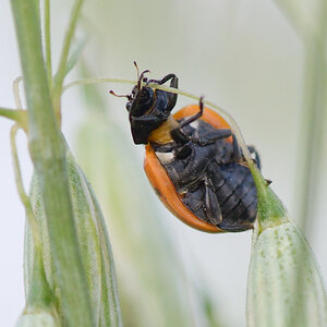 1014900marienkäfer