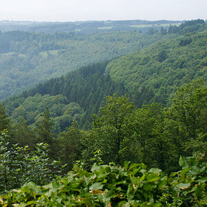 299landschaftgrün
