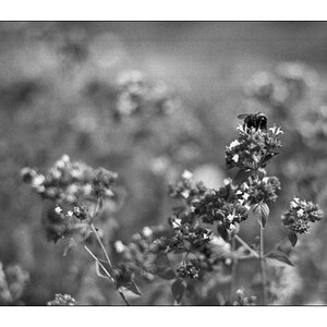 Sommer 4