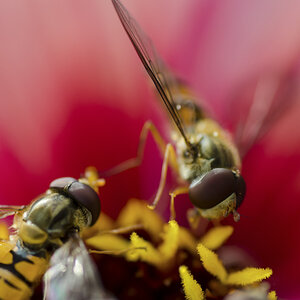 Schwebfliege 1