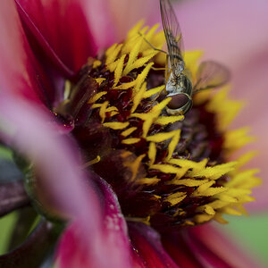 Schwebfliege 3