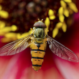 Schwebfliege 4