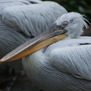 Pelikan