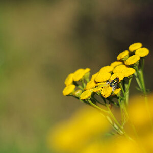 Fliege auf gelber Blume