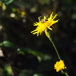 Fliege auf Gelber Blume