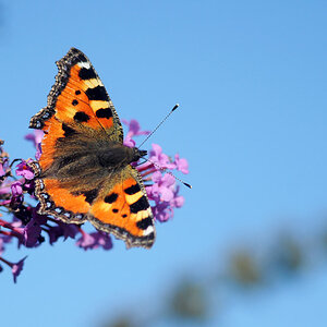 Schmetterling