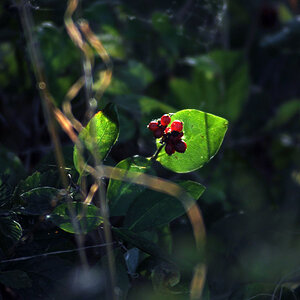 Verborgene Beeren